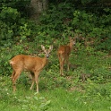 Chevreuils au chalet - 022